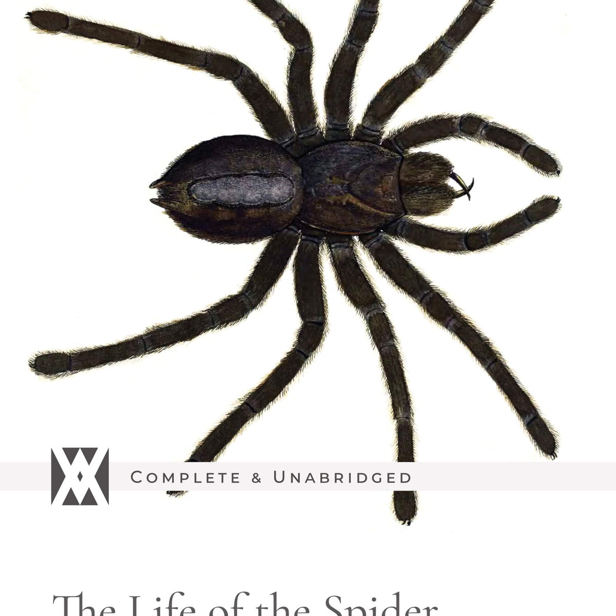 Arachnophobes Beware! The Birth of Spider Nomenclature Just in Time for  Halloween! – Biodiversity Heritage Library